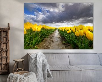 Tulpen bloeiend in een veld tijdens een lentestorm van Sjoerd van der Wal Fotografie