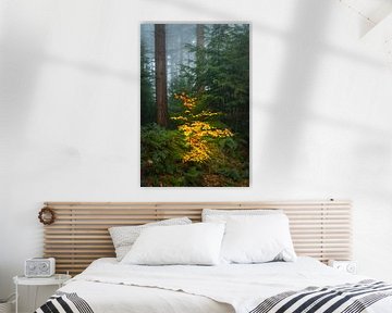 Kleine helle Buche in einem nebligen Kiefernwald während einer Be von Sjoerd van der Wal Fotografie