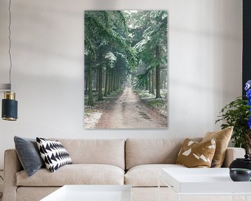 Winter pine tree forest during a cold winter day with a thin lay by Sjoerd van der Wal Photography