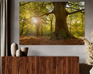 Old Beech tree in a beech tree forest by Sjoerd van der Wal Photography