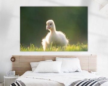 Domestic goose gosling bird during springtime by Sjoerd van der Wal Photography