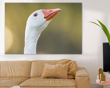 Domestic goose headshot portrait during springtime by Sjoerd van der Wal Photography