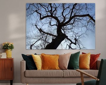 Bare tree with branches in winter, Germany by Torsten Krüger