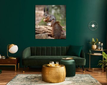 Rode eekhoorn in het bos met nootje van Marjolein van Middelkoop