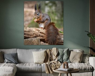 Rotes Eichhörnchen im Wald mit einer Nuss