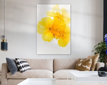 Gele Primula's in ijs 3 van Marc Heiligenstein
