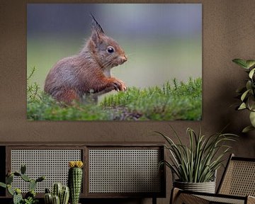 Eichhörnchen im Wald. von Dirk Claes