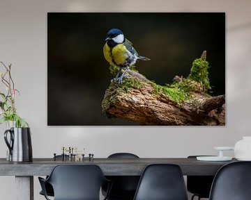 Great tit on branch in a forest