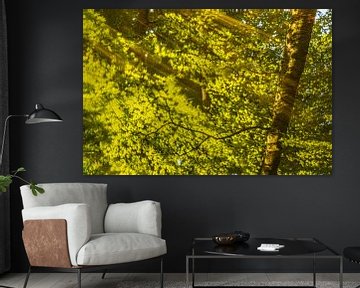 Stream in a bright green forest during an early springtime morning by Sjoerd van der Wal Photography