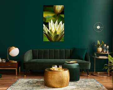 white water lily in garden pond in sunshine by Werner Lehmann