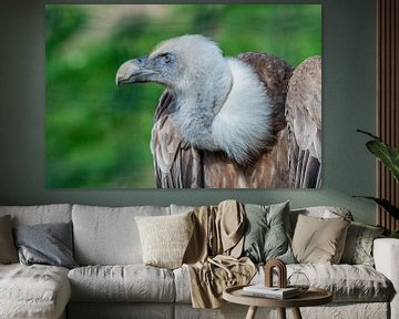 The griffon vulture - Gyps fulvus scavenger par excellence