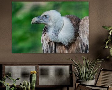 Le vautour fauve - Gyps fulvus charognard par excellence