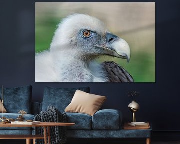 The griffon vulture - Gyps fulvus scavenger par excellence