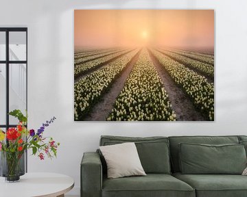 Fog over a tulip field during sunrise