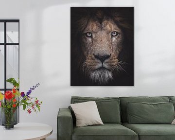 Portrait of a Lion looking straight at you in matte edit by Barbara Kempeneers