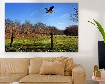 The flight of the gray heron