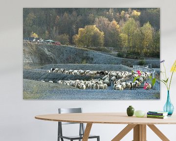 Kudde schapen in de herfstzon van MientjeBerkersPhotography