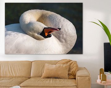 Head of swan lying on its back