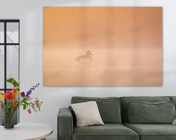 Kuifeend bij zonsopkomst van Ronald Buitendijk Fotografie