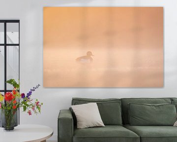 Canard huppé au lever du soleil sur Ronald Buitendijk Fotografie