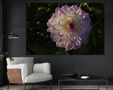 Dahlia in de zon