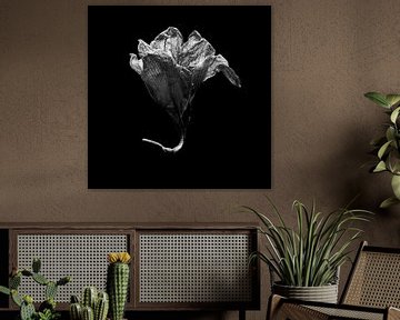 Amaryllis bloem van Vers Licht Fotografie