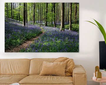 Wilde hyacinten in het Hallerbos van Bart van Dinten