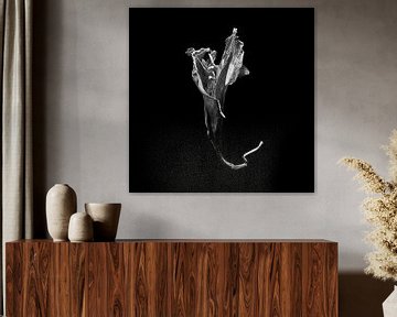 Amaryllis von Vers Licht Fotografie