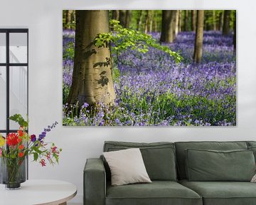 Bluebell carpet in the Hallerbos