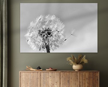 Dandelion in sunshine monochrome by Werner Lehmann