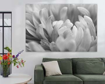 Gros plan d'un Dahlia en noir et blanc sur Crystal Clear