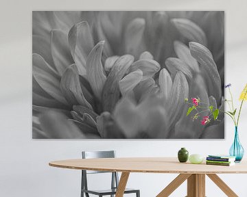 Gros plan d'un Dahlia en noir et blanc sur Crystal Clear