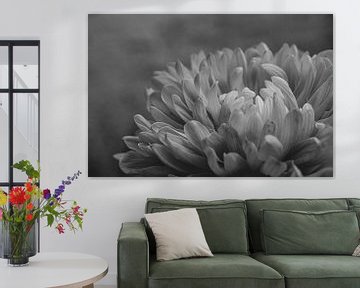 Gros plan d'un Dahlia en noir et blanc sur Crystal Clear