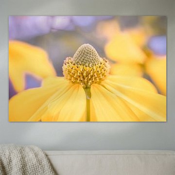 Nahaufnahme einer gelben Blume im Abendlicht