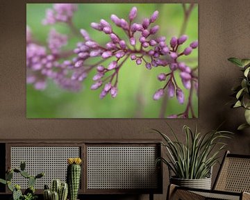 Colorful Photo of a Purple Flower in Bud