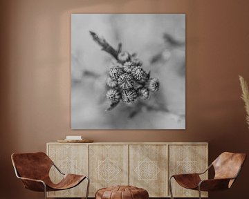 Photo noir et blanc en gros plan de fleurs en bouton sur Crystal Clear