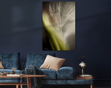 Floret in the sun 1