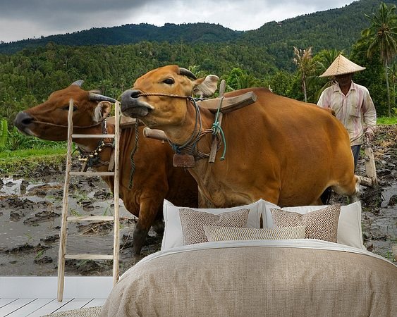 Aperçu de la chambre