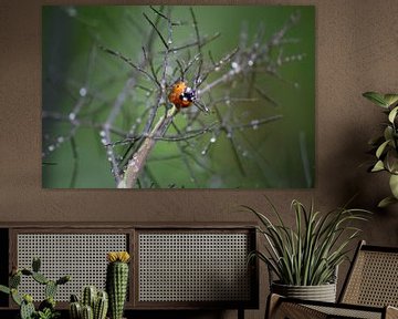 Ladybug in the Rain by Isabel Zuidema