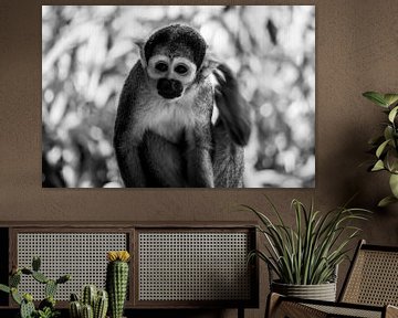 Painting monkey (squirrel monkey) by Jeffrey Hensen