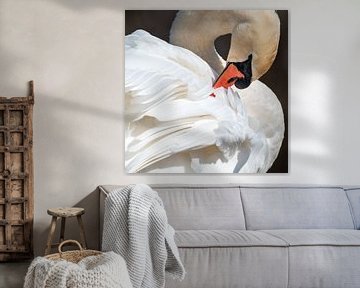 Witte zwaan plukt aan zijn veren van Jolanda Aalbers