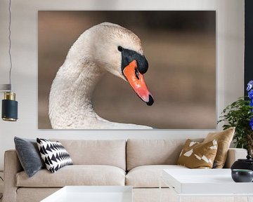 Beautiful white head of a swan - mute swan on soft background by Jolanda Aalbers