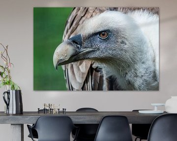 Griffon Vulture - Gyps fulvus by Rob Smit