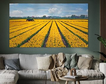 Yellow tulip field by Jan van der Knaap