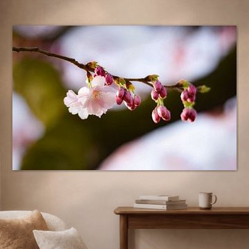 Rosa Blüte mit Knospe