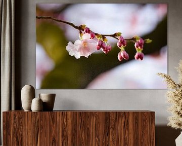 Pink blossom with bud by Merel Pape Photography