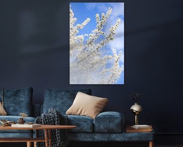 Kirschblütenzweige gegen den blauen Himmel von Diana Bodnarenco
