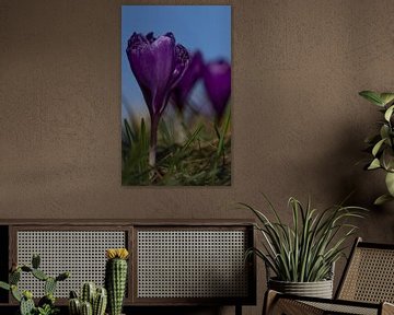 Crocus violet sur marijke dijk