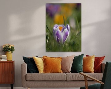 Crocus colorés sur marijke dijk