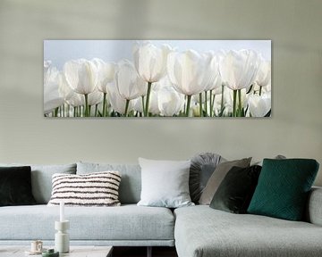 Witte tulpen in panoramavorm van Franke de Jong